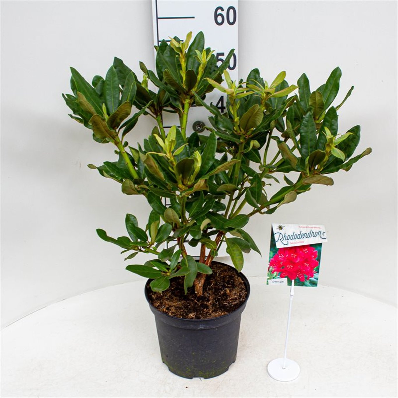 Rhododendron – Rhododendron 'Nova Zembla' - C5 30-40 CM