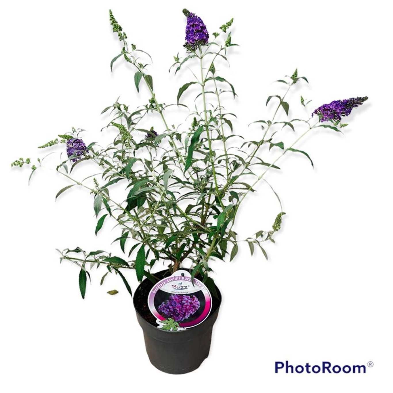 Sommarlilja – Buddleja dav. 'Buzz Sky Blue' - C3