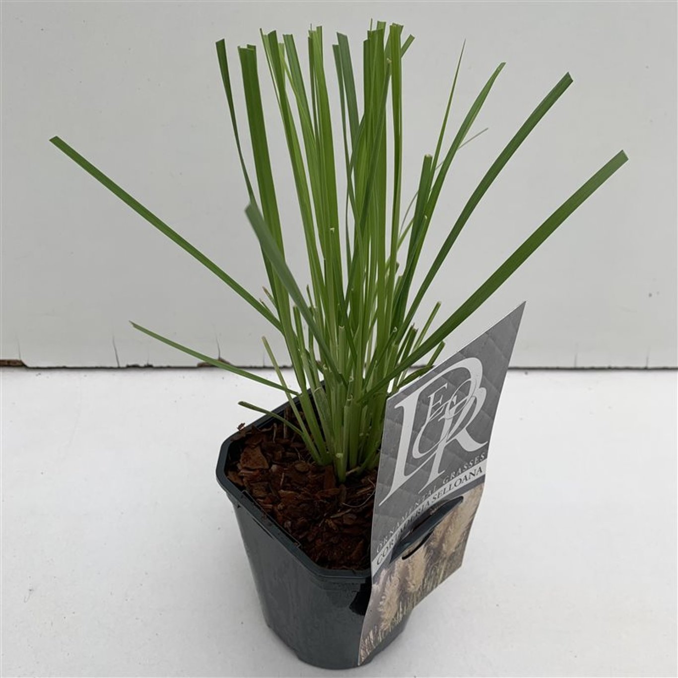 Pampasgräs – Cortaderia selloana - C1