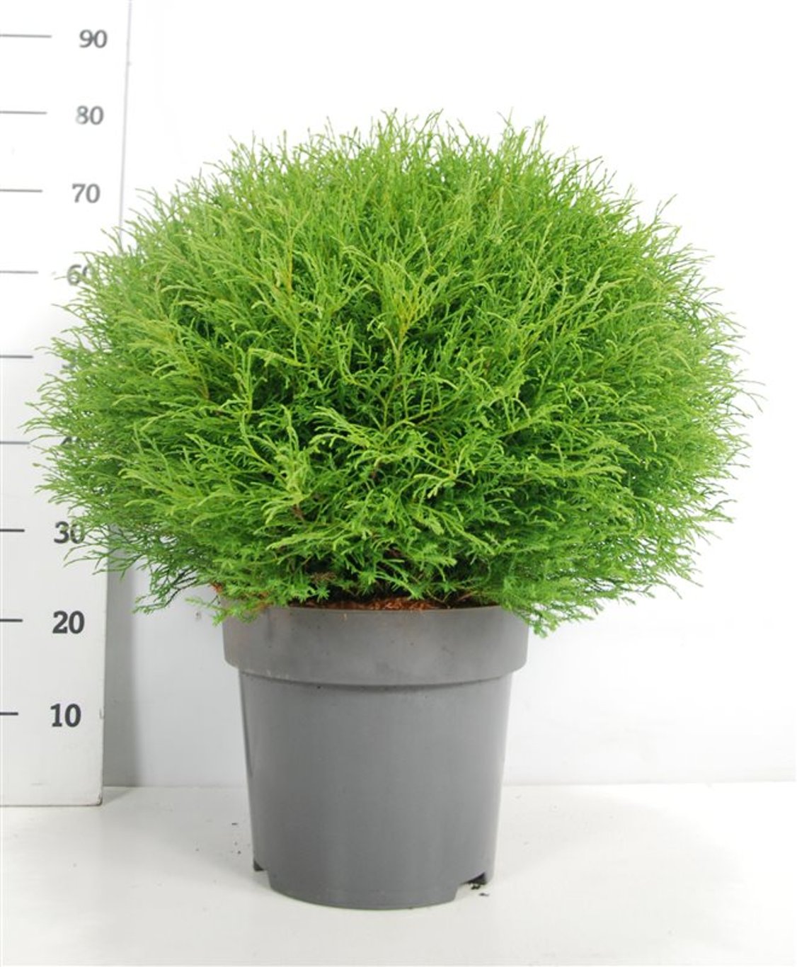 Thuja – Thuja occidentalis &