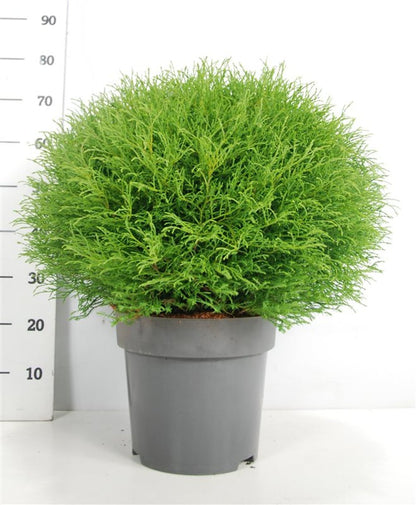 Thuja – Thuja occidentalis &