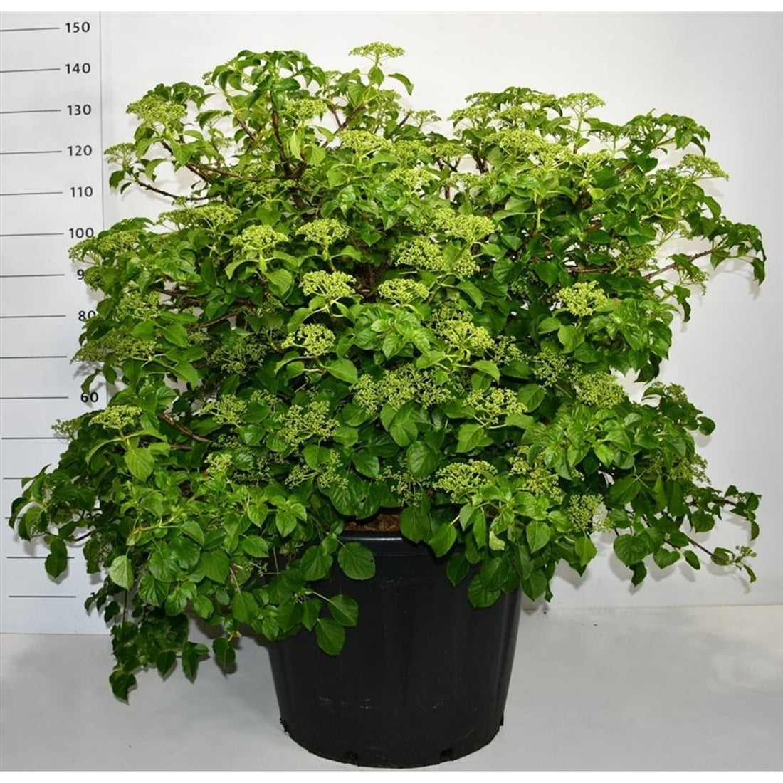 Klätterhortensia – Hydrangea petiolaris - C130 90-100 cm. Sol