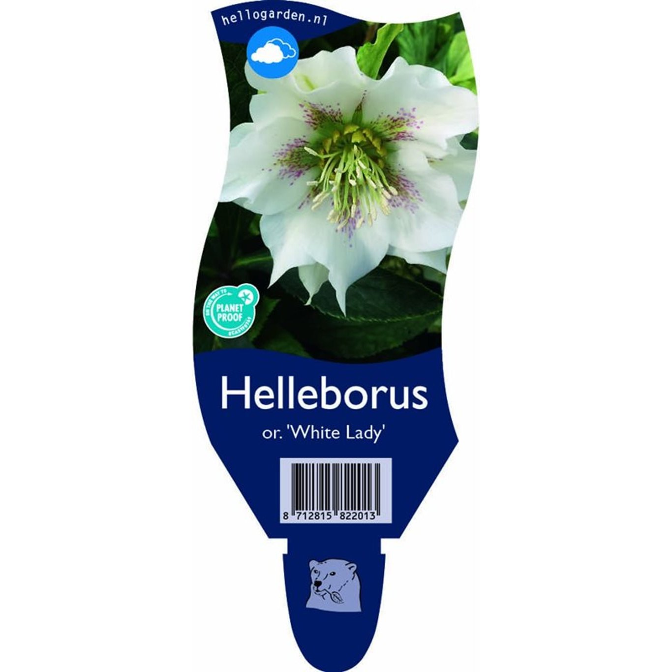 Julros – Helleborus o. 'White Lady' - P11