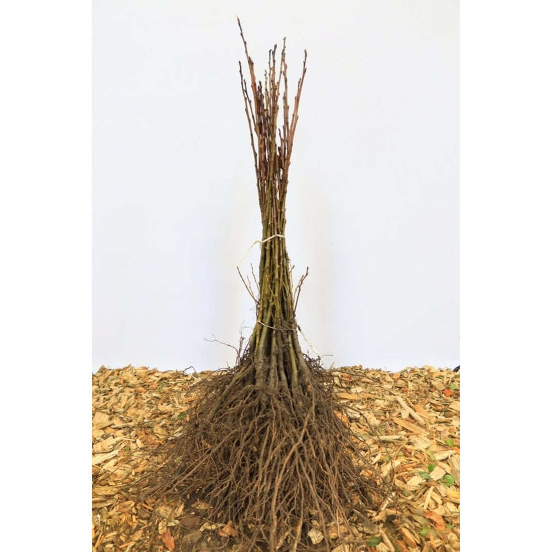 Äkta kastanj – Castanea sativa - 60-100 CM barrot 1/1