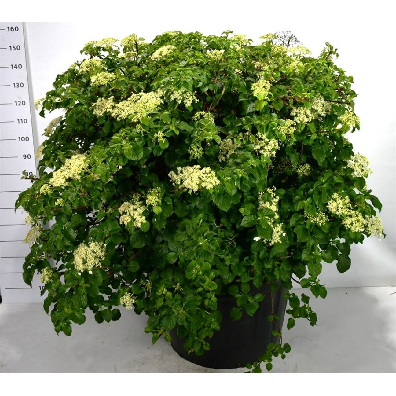 Klätterhortensia – Hydrangea petiolaris - C180 125-150 cm. Bol