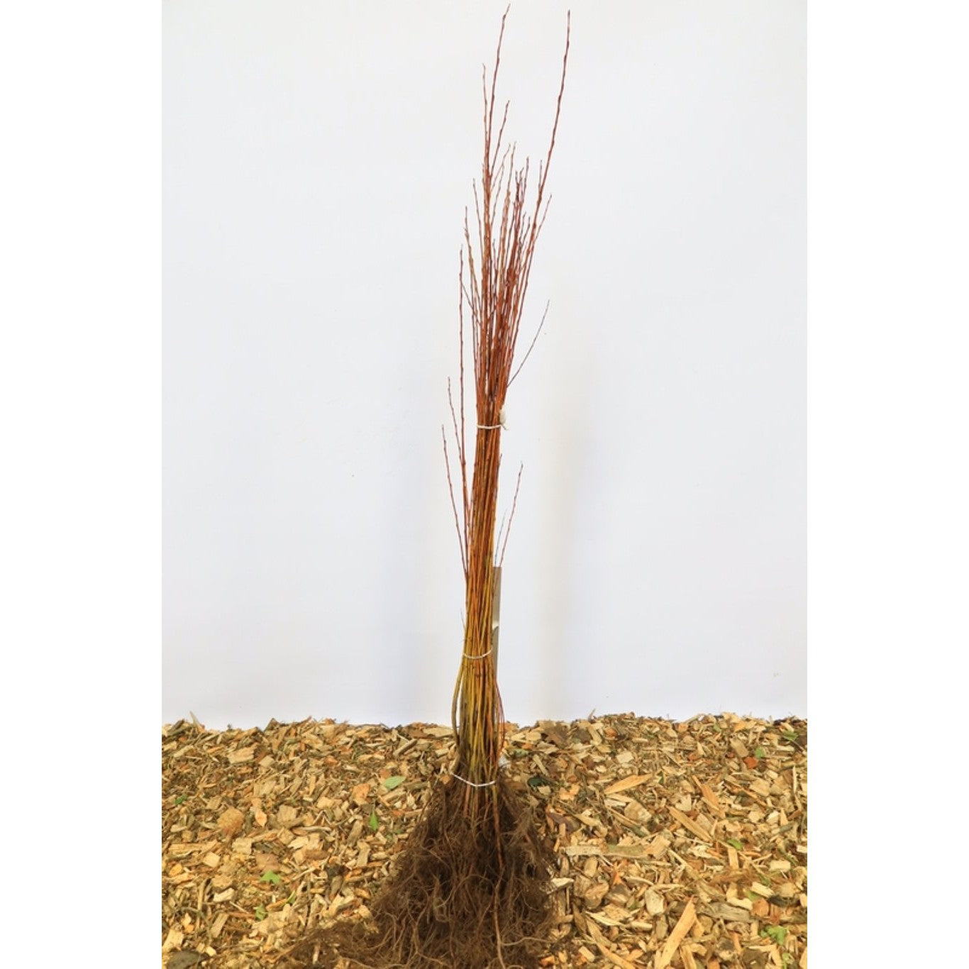 Guldpil – Salix alba vitellina - 60-100 CM bare root 0/1   1-2 branche