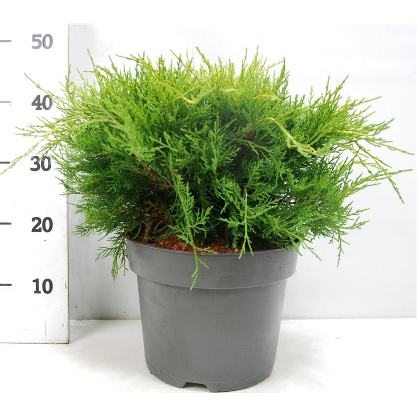 Pfitzer-en – Juniperus pfitzeriana 'Old Gold' - C7.5 40-50 CM