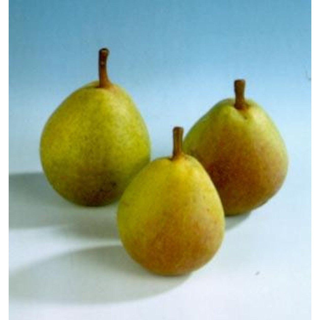 Päron – Pyrus communis 'Kruidenierspeer' - C25 8/10  200 CM Stem