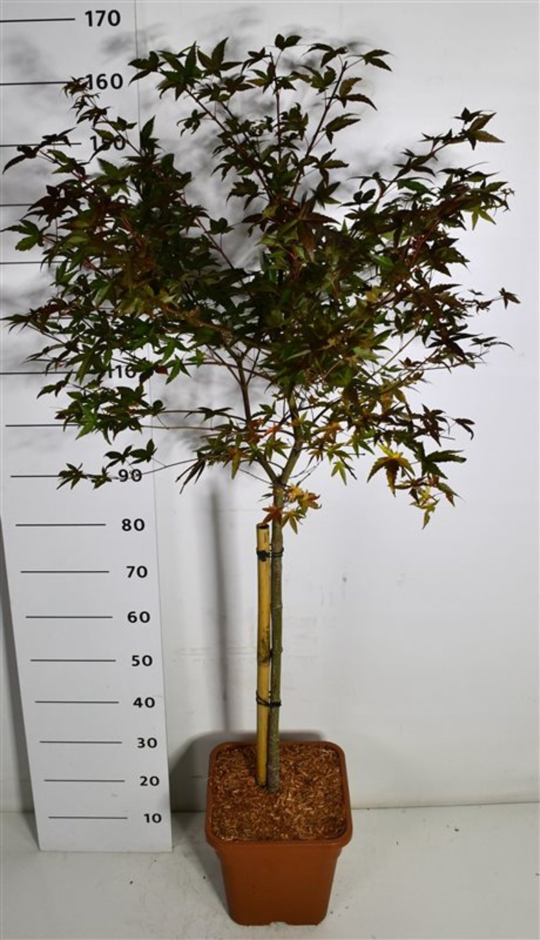 Japansk lönn – Acer palmatum &