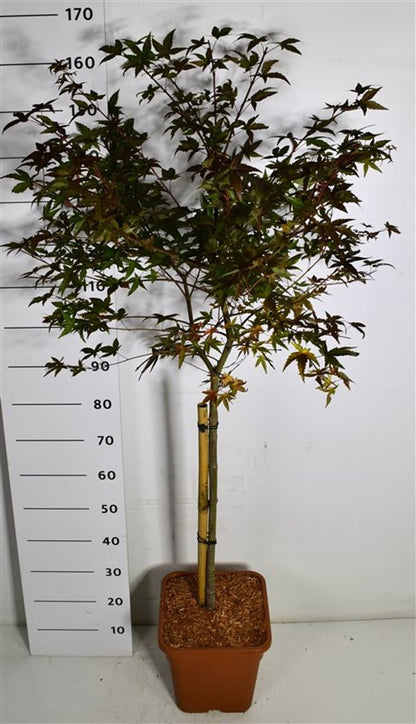 Japansk lönn – Acer palmatum &