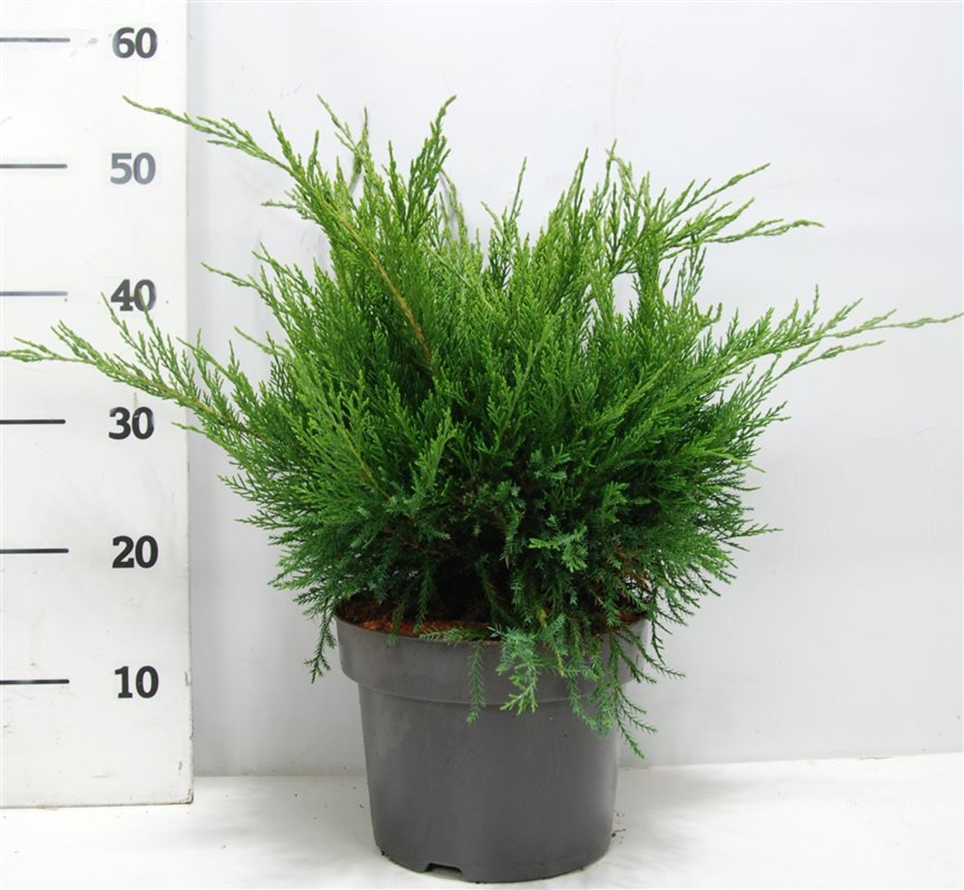 Pfitzer-en – Juniperus pfitzeriana 'Mint Julep' - C5 30-40 cm.