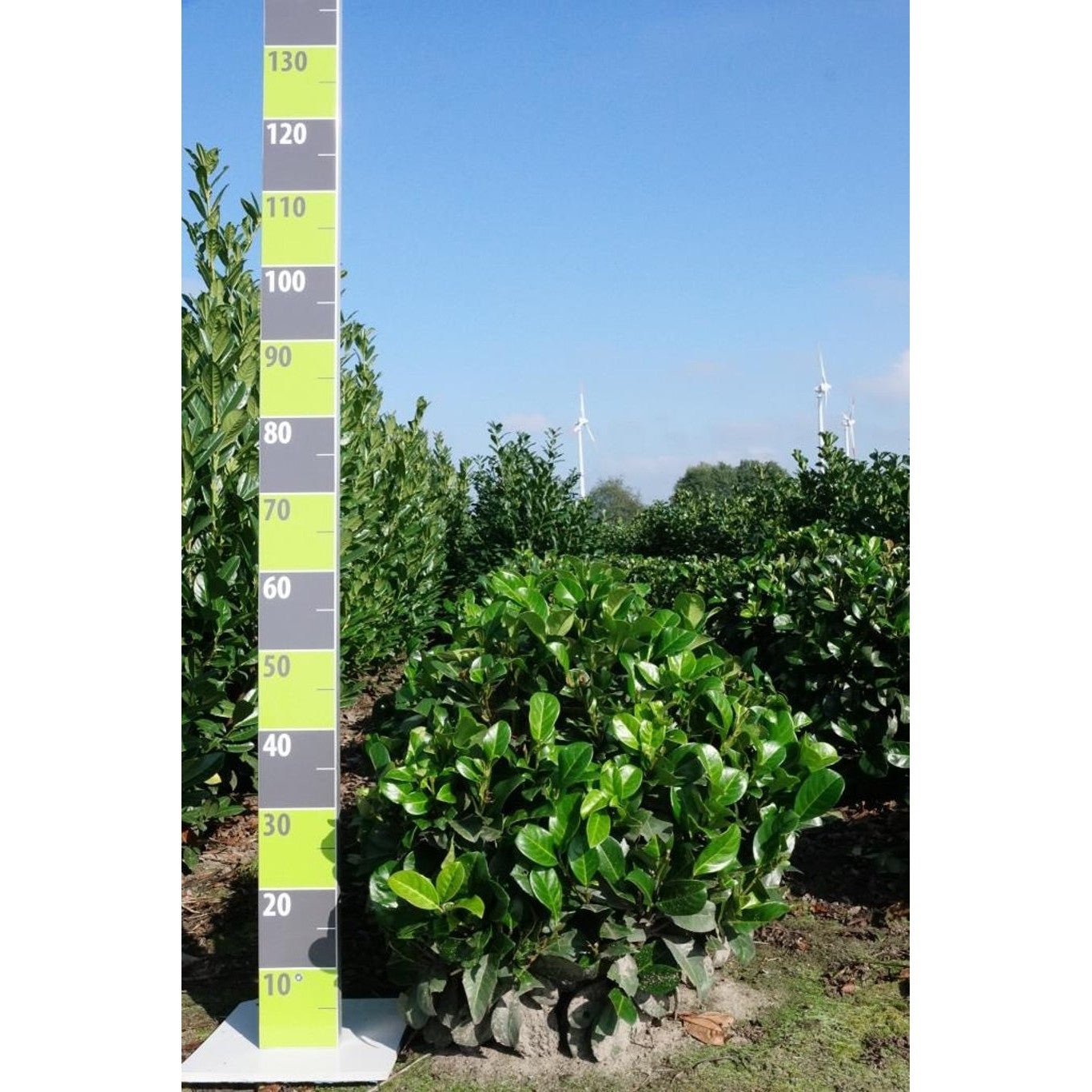 Lagerkörsbär – Prunus laurocerasus 'Etna' - 50-60 CM Ball RB