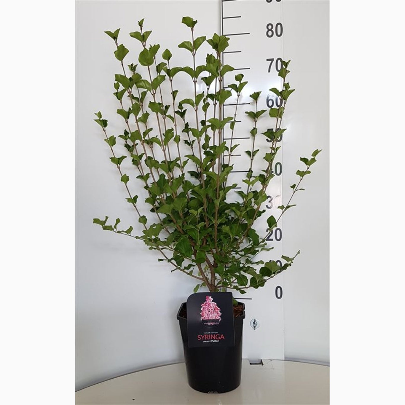 Syren – Syringa meyeri 'Palibin' - C5 50-60 CM