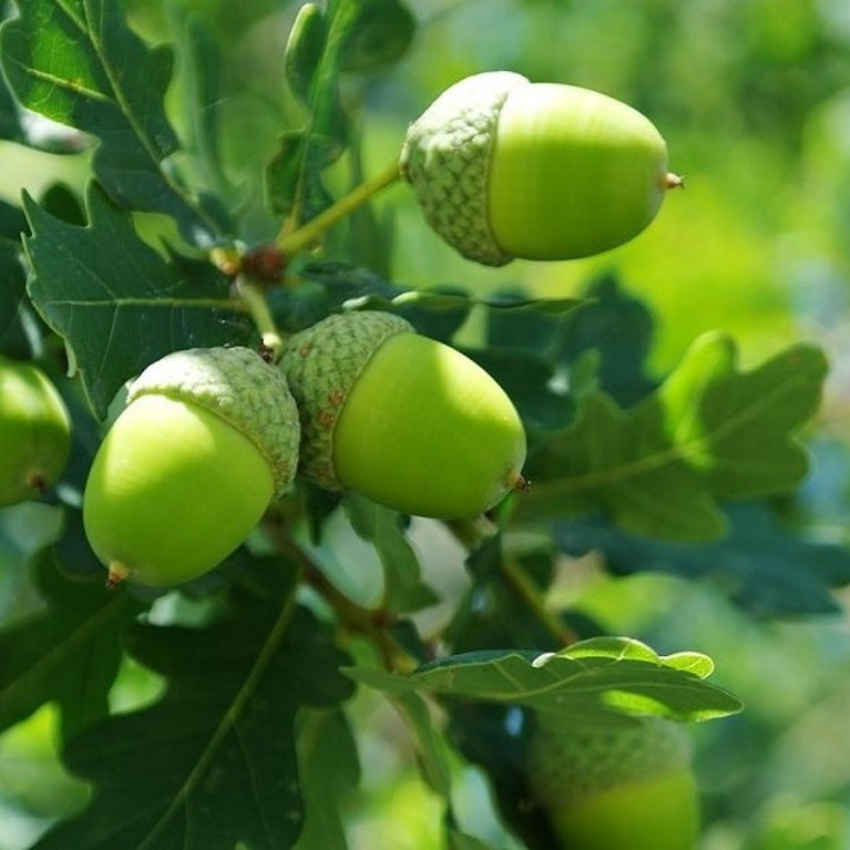 Ek – Quercus robur - 175-200 CM RB