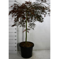 Japansk lönn – Acer palmatum 'Tamukeyama' - C65 90 cm. Stam