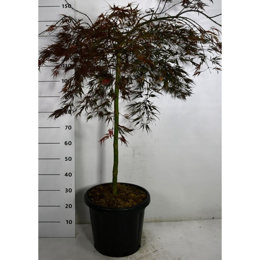 Japansk lönn – Acer palmatum 'Tamukeyama' - C65 90 cm. Stam