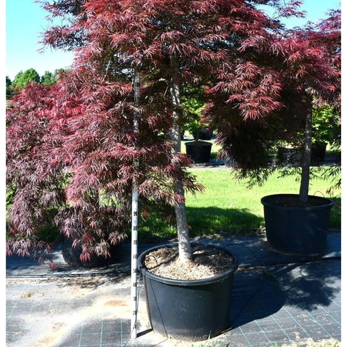 Japansk lönn – Acer palmatum 'Garnet' - C160 140-160 cm. Stam
