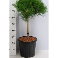 Svarttall – Pinus nigra 'Marie Bregeon' - C13 40 cm. Stam