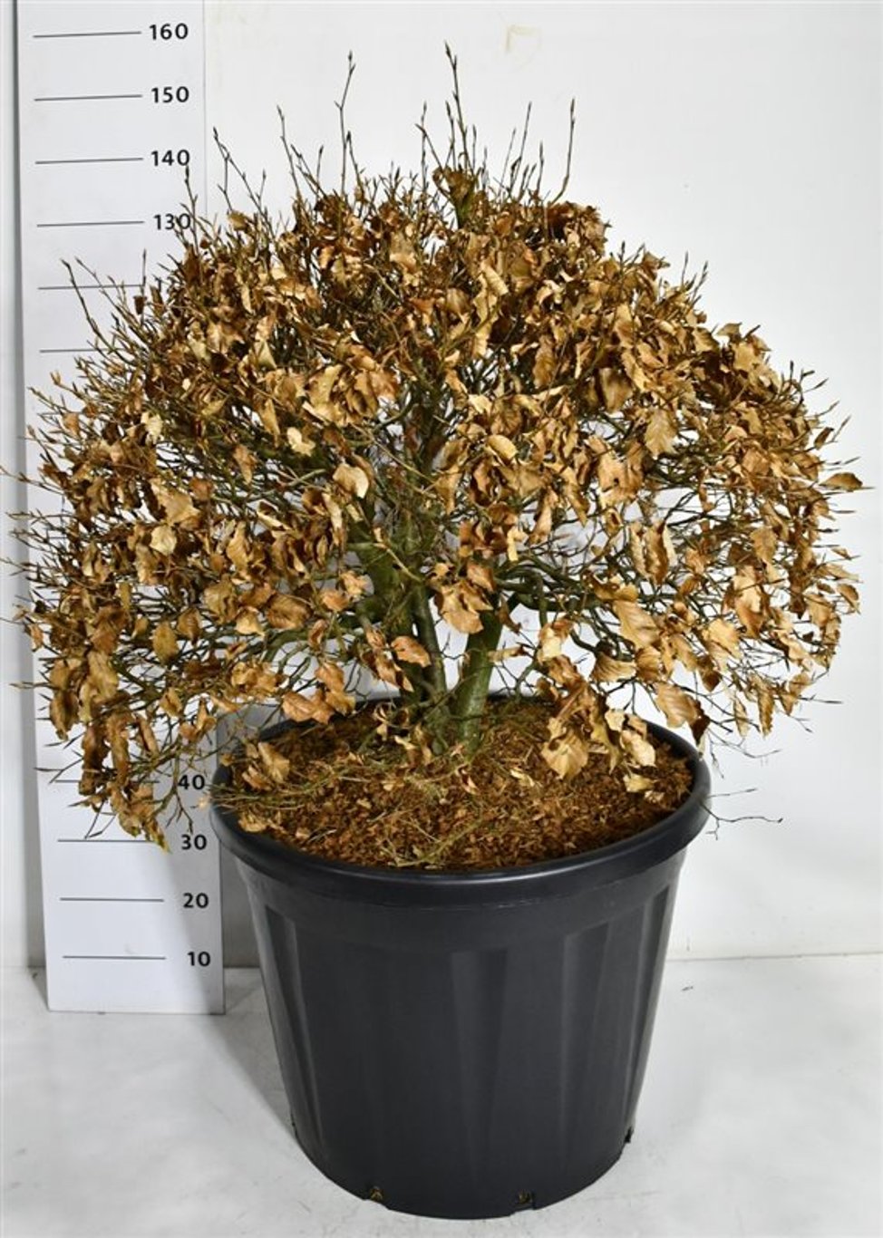 Blodbok – Fagus sylvatica &