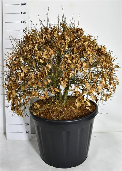 Blodbok – Fagus sylvatica &
