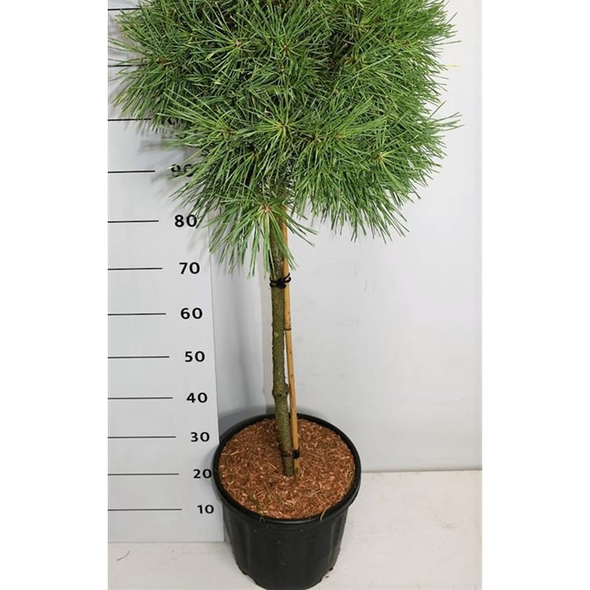 Tall – Pinus sylvestris &