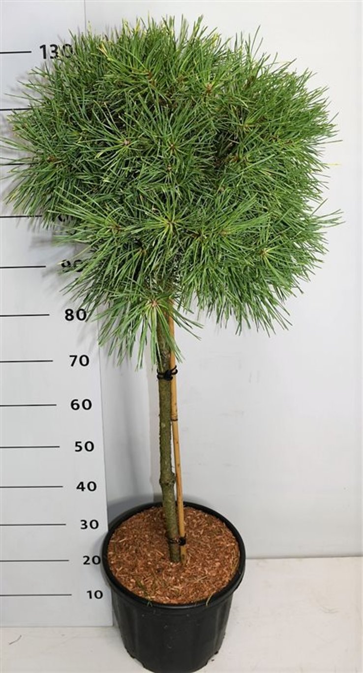 Tall – Pinus sylvestris 'Aurea' - C18 70 cm. Stam