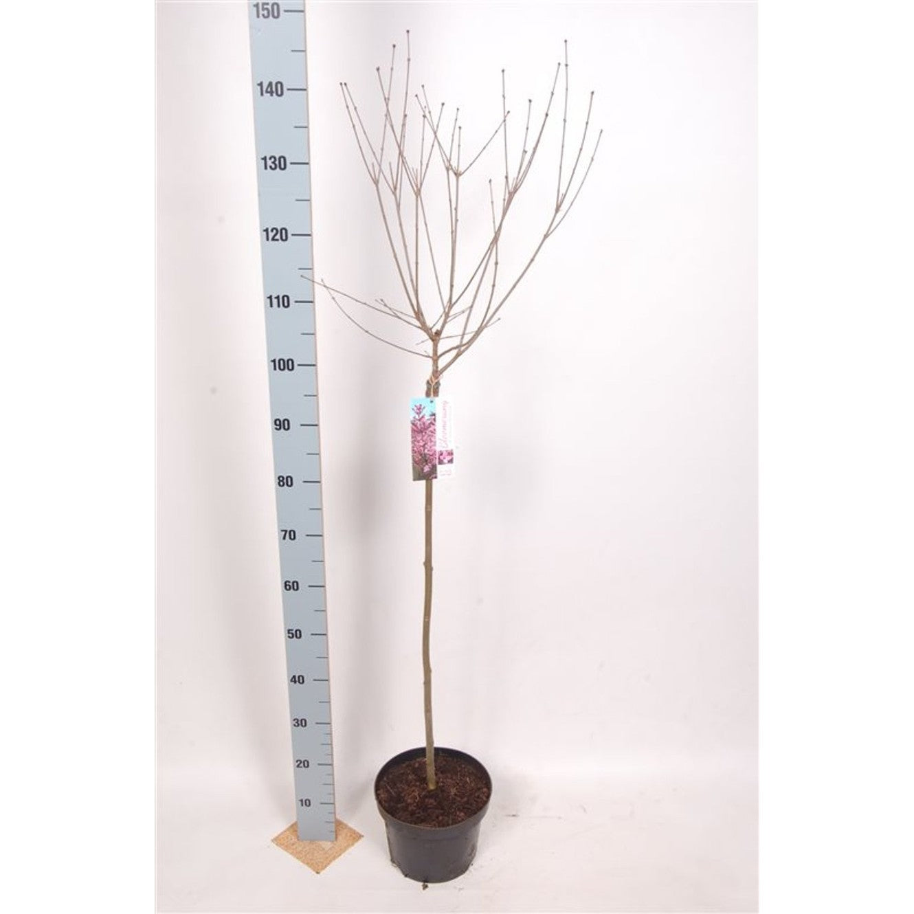Syren – Syringa Bloomerang 'Pink Perfume' - 80 CM Stem C5