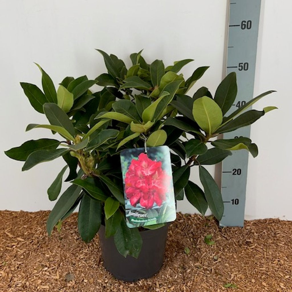 Rhododendron – Rhododendron (AK); 'Junifeuer' - C5 30-40 CM