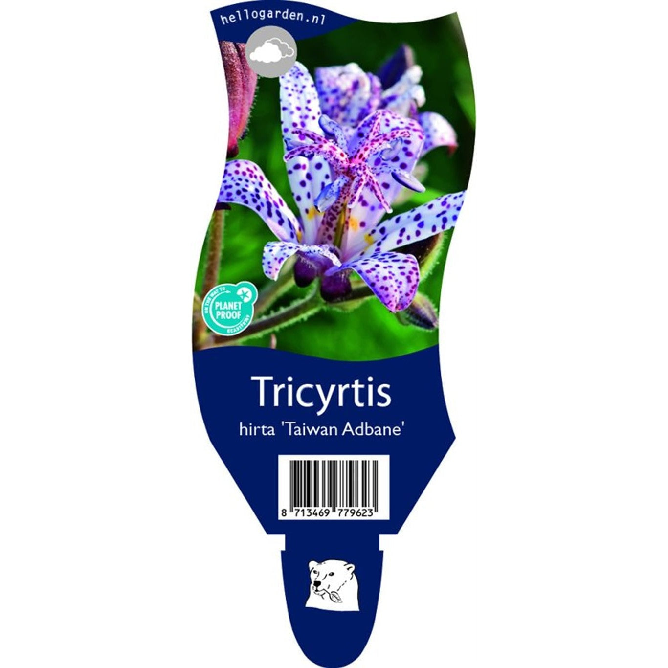 Paddlilja – Tricyrtis hirta 'Taiwan Adbane' - P11
