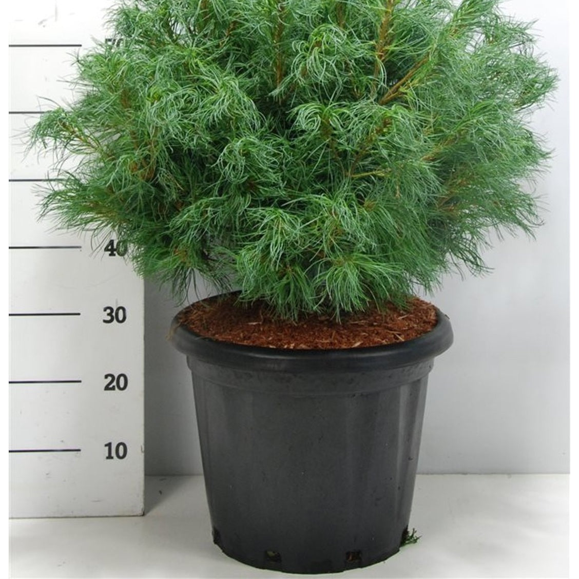 Västra vit­tall – Pinus strobus 'Wiggles' - C25 60-70 cm.