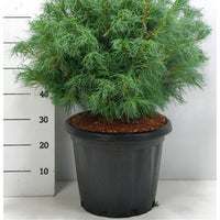 Västra vit­tall – Pinus strobus 'Wiggles' - C25 60-70 cm.