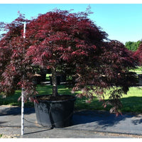 Japansk lönn – Acer palmatum 'Inaba-shidare' - C280 100-110 cm. Stam