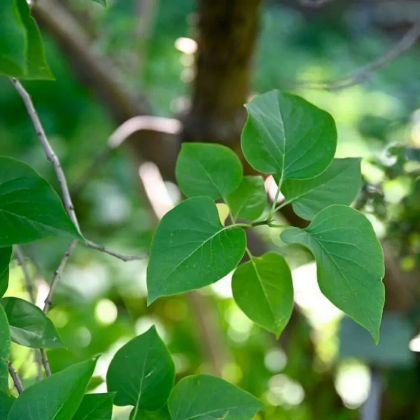 Syren – Syringa vulgaris - 40-60 CM barrot 1/2