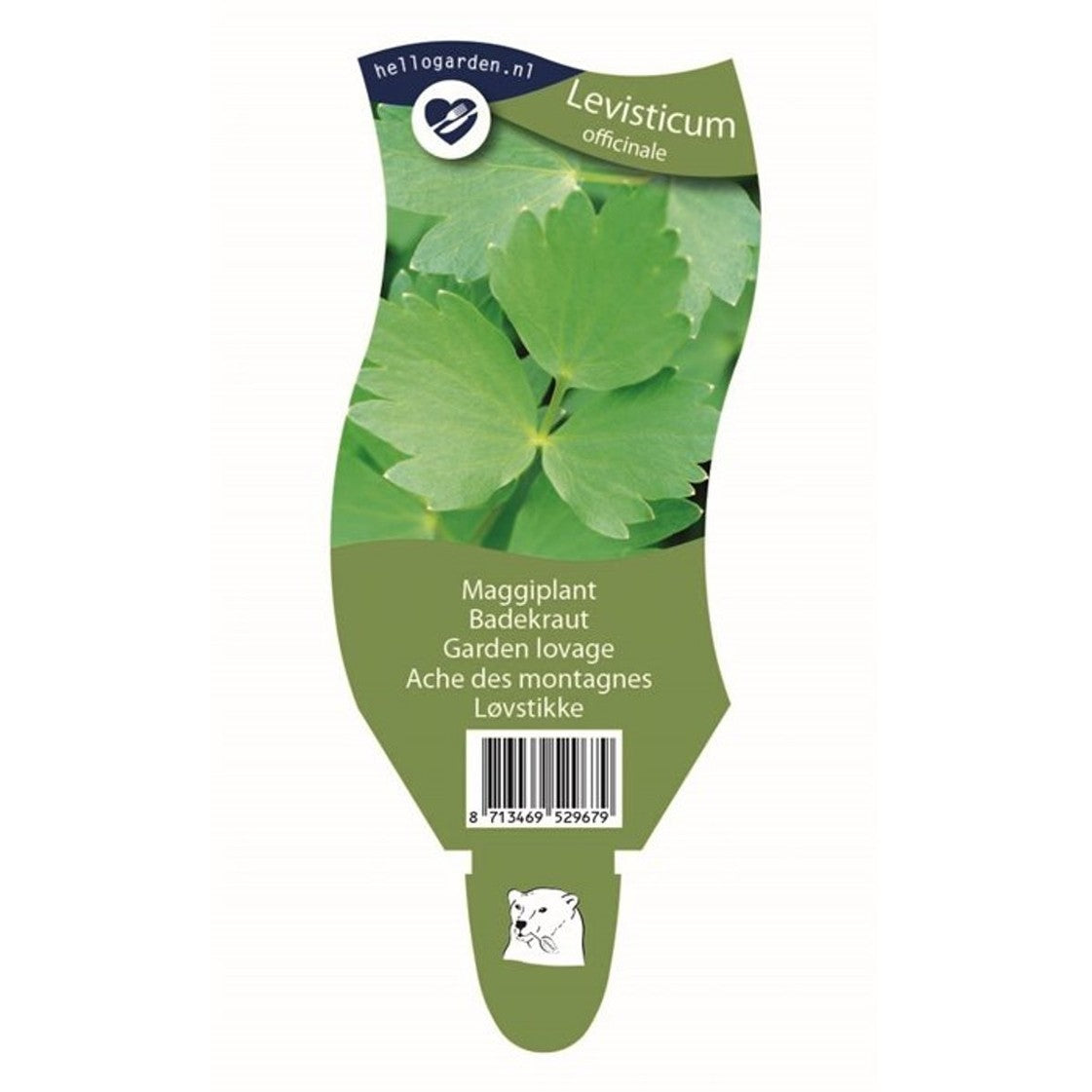 Libbsticka – Levisticum officinale - P11