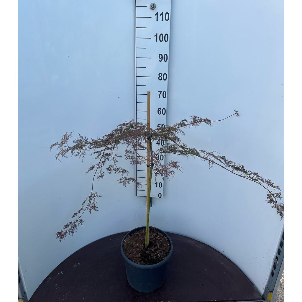 Japansk lönn – Acer pal. 'Red Feathers' - 60 CM Stem C10