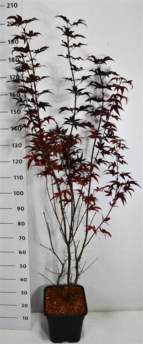 Japansk lönn – Acer palmatum &