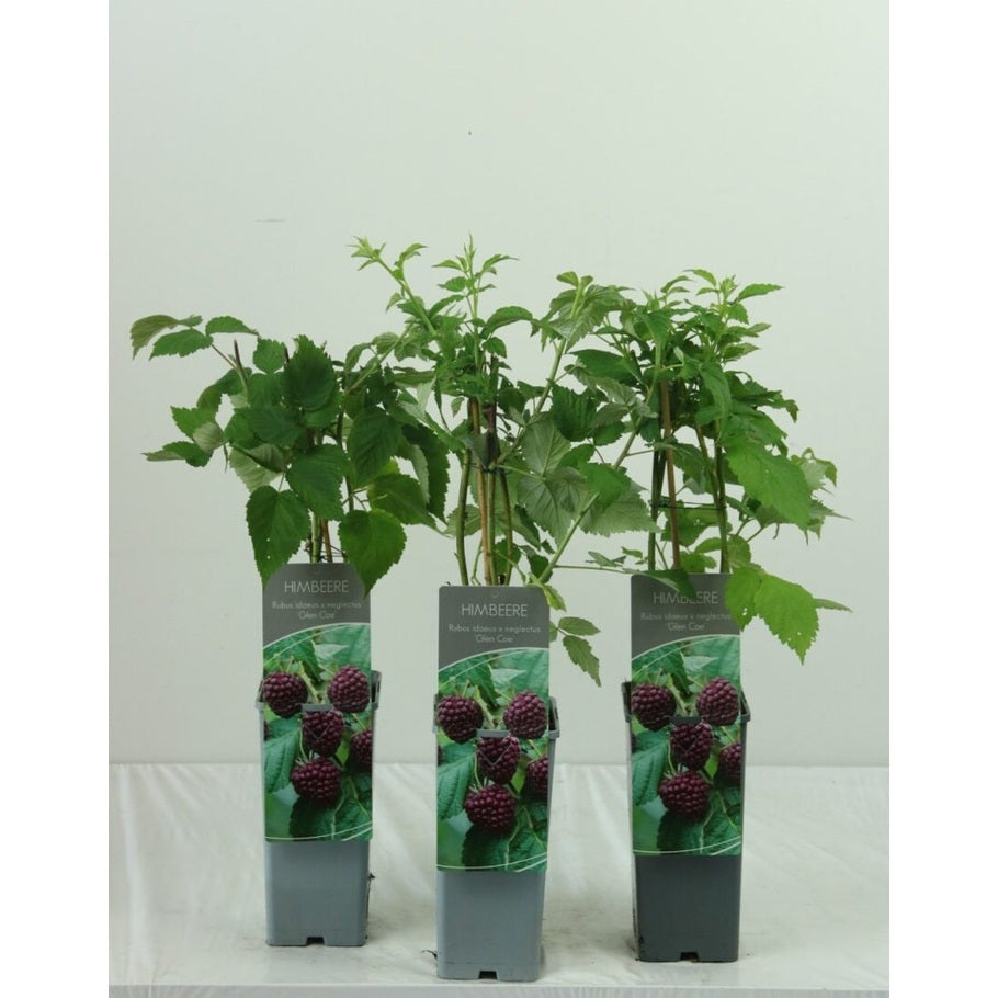Hallon – Rubus idaeus 'Glen Coe' - C2 30-40 CM