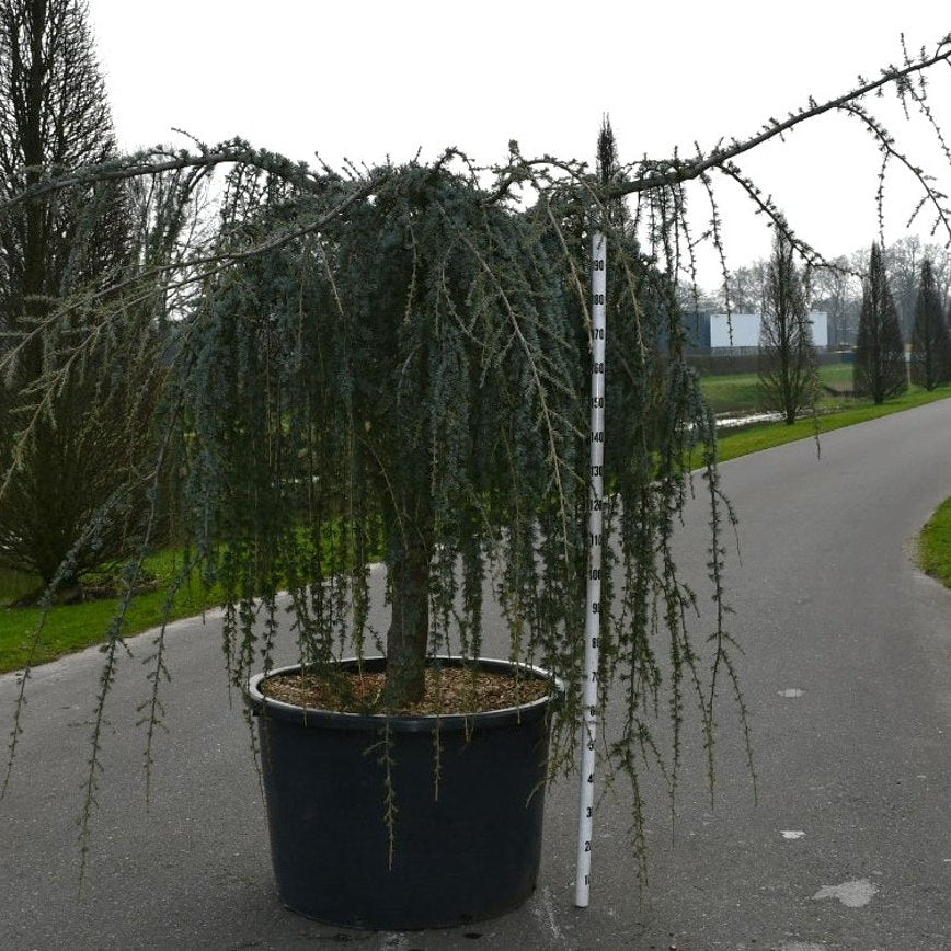 Atlasceder – Cedrus atlantica 'Glauca Pendula' - C275 140-160 CM