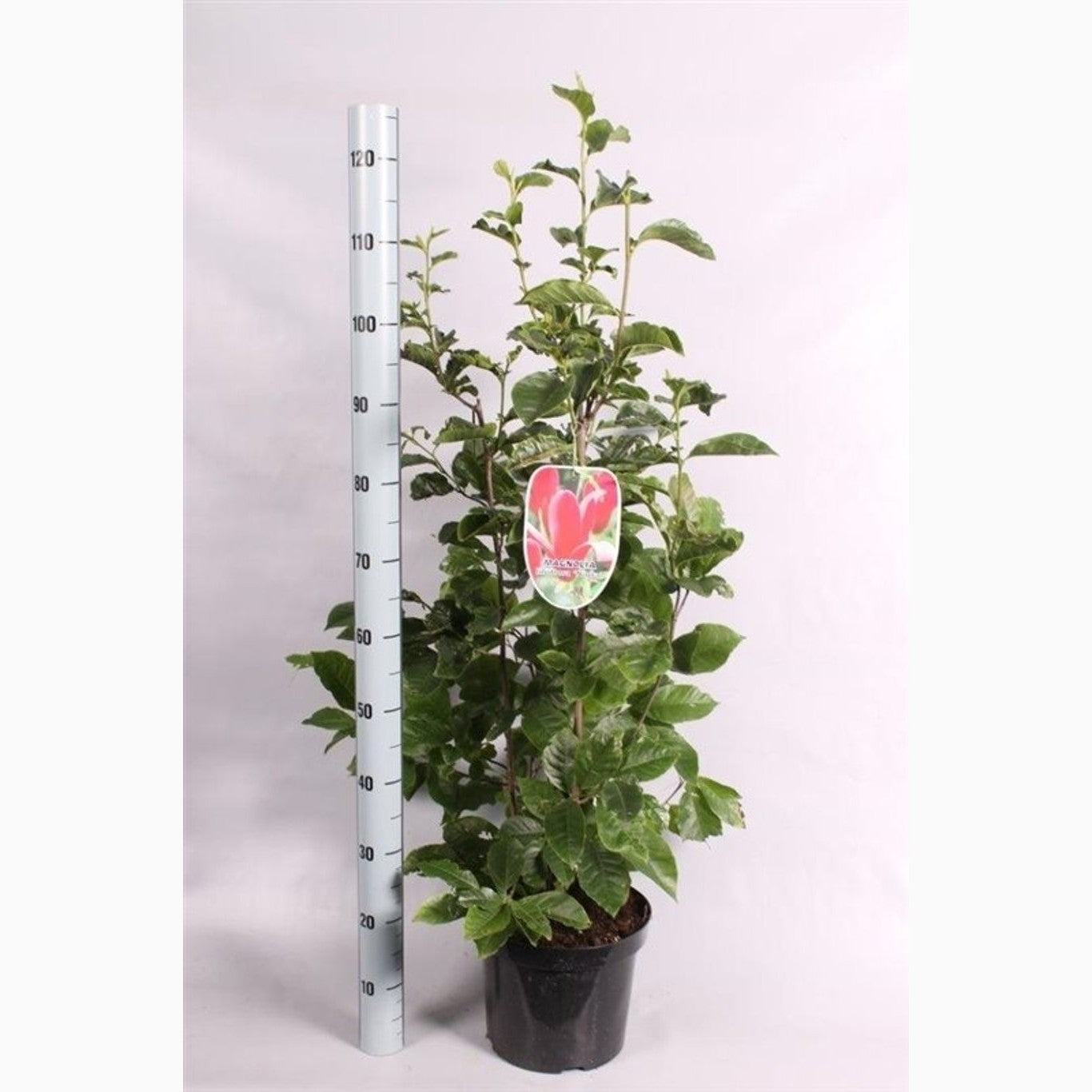 Hybridmagnolia – Magnolia loebneri 'Mag's Pirouette' - C7.5 80-100 CM