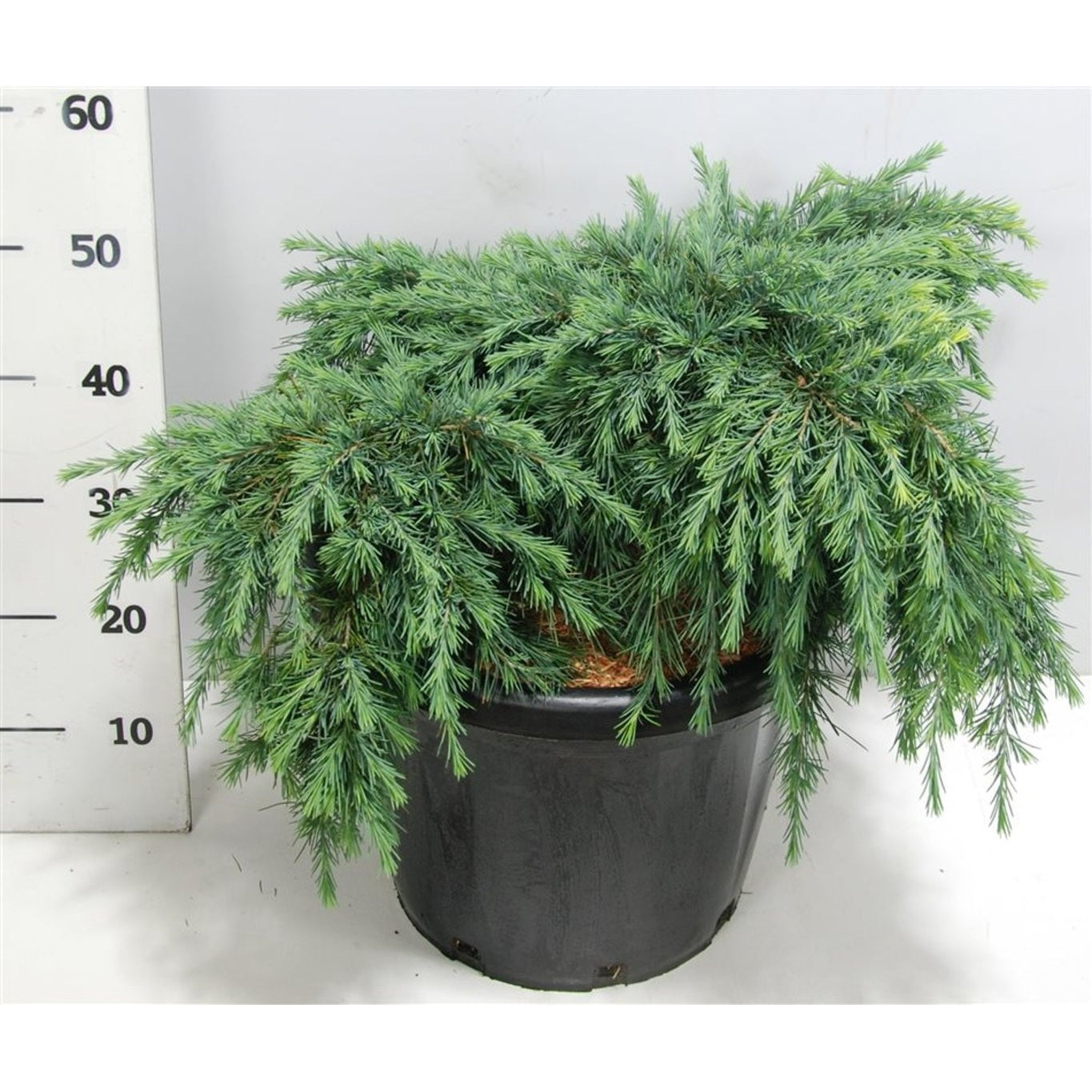 Himalayaceder – Cedrus deodara 'Feelin' Blue' - C20 40-50 CM