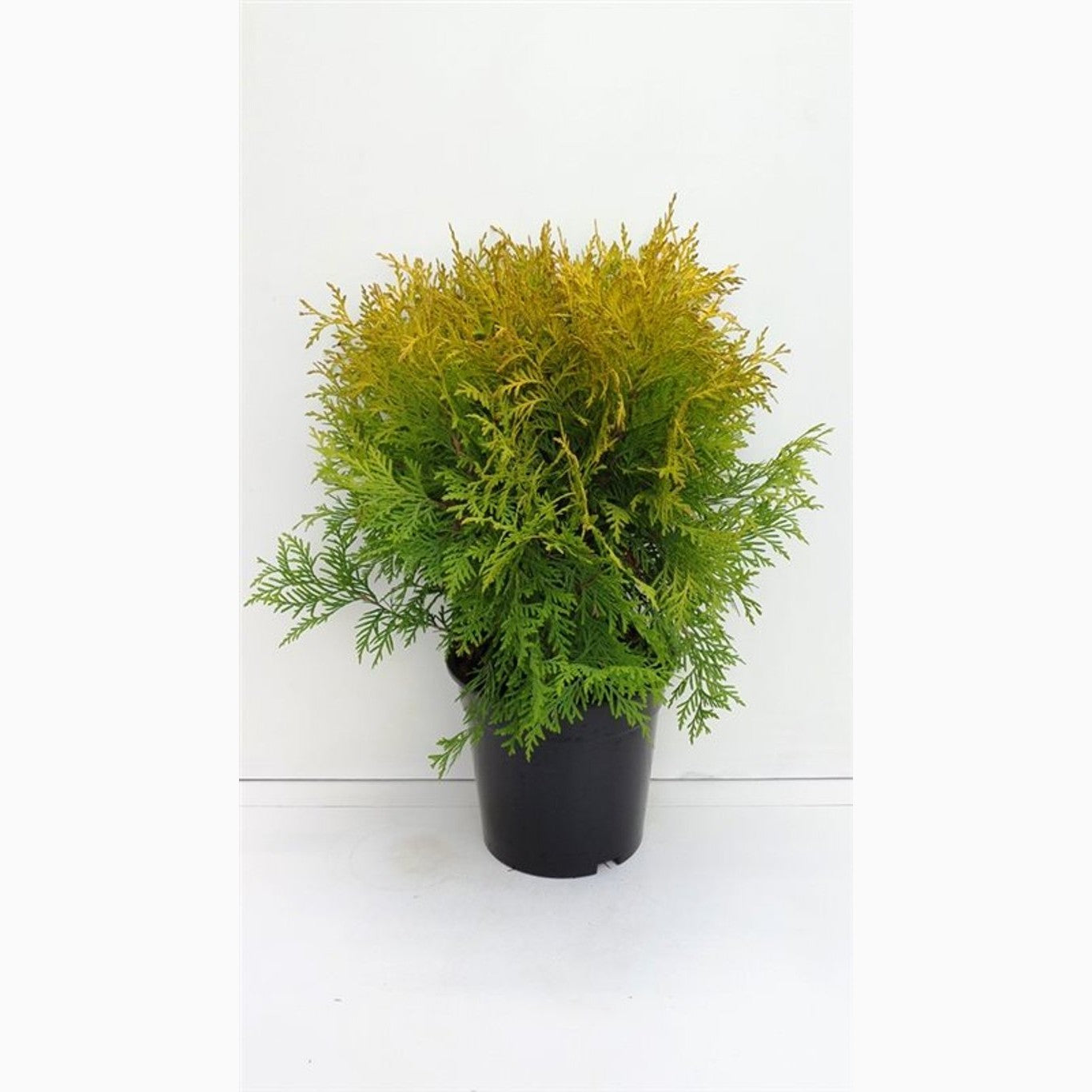 Thuja – Thuja occidentalis 'Golden Globe' - C3 30-35 CM