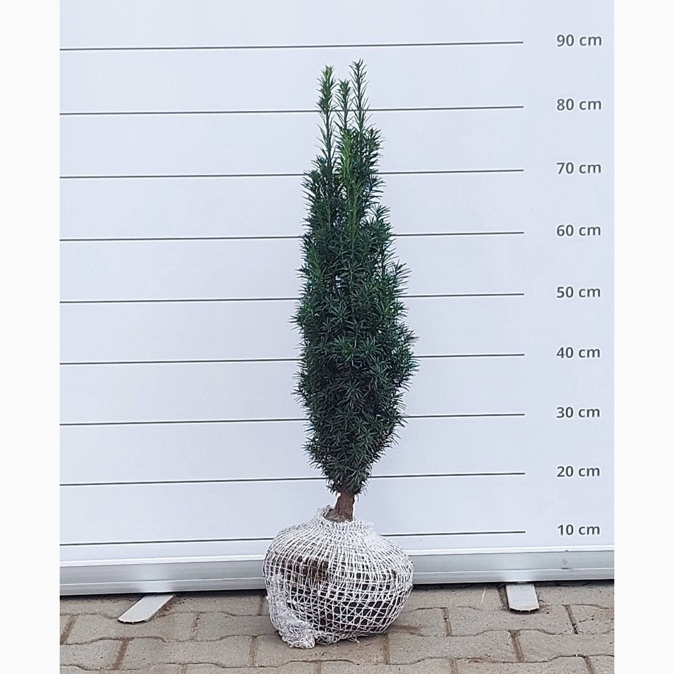 Idegran – Taxus baccata 'Fastigiata' - 60-70 CM RB