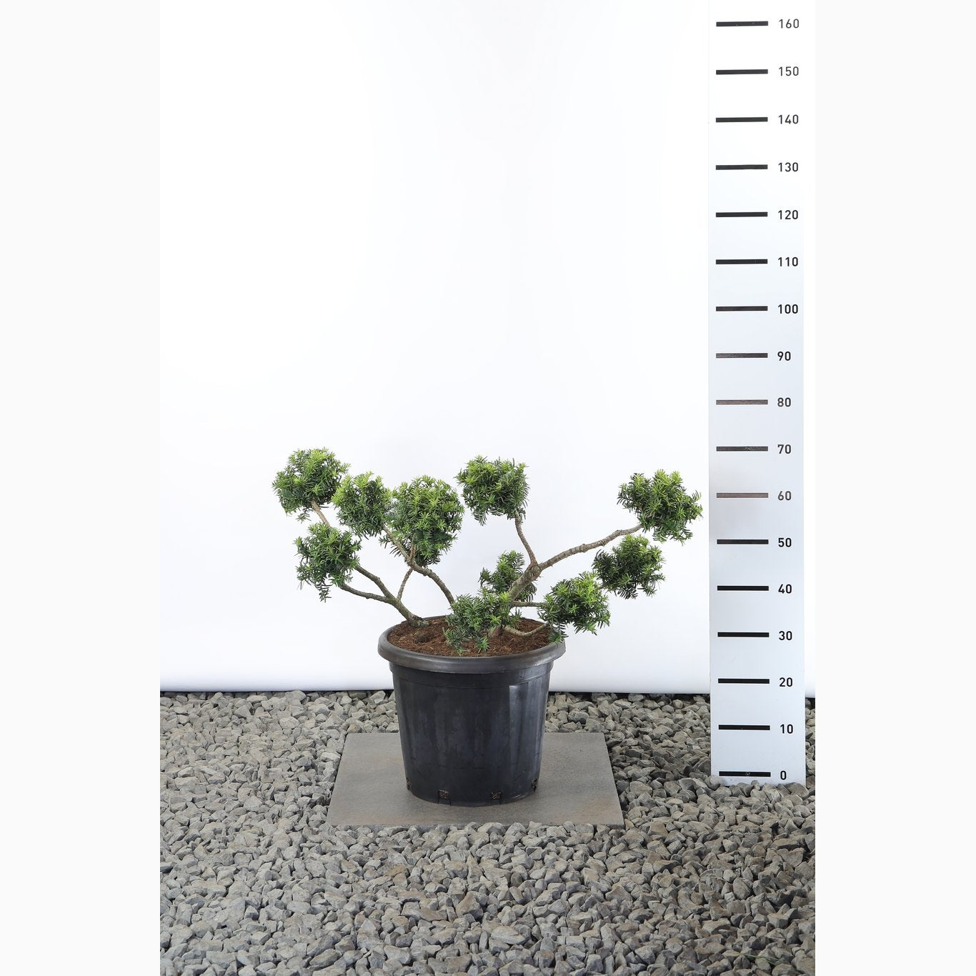 Idegran – Taxus baccata 'Summergold' - 60-80 CM PonPon Cont.