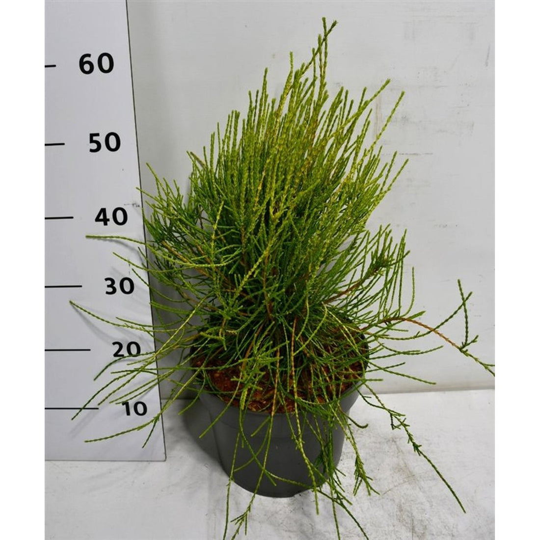 Orientalisk thuja – Thuja orientalis &