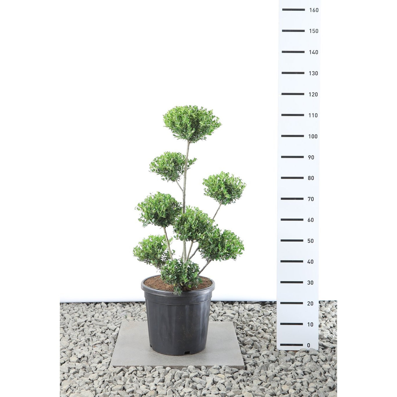 Japansk järnek – Ilex crenata 'Green Hedge' - 70-80 CM Multiplateau EXTRA in Cont.