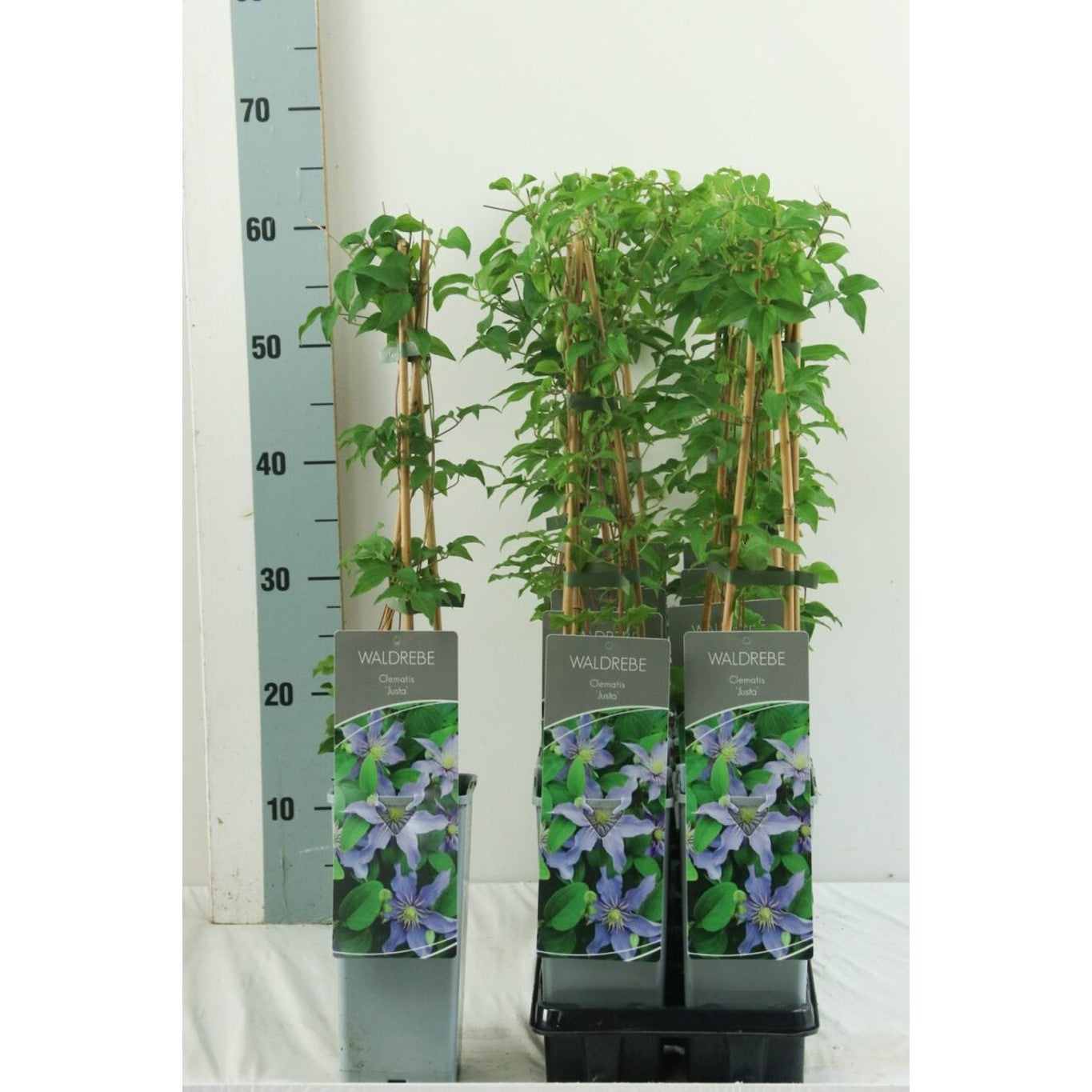 Klematis – Clematis 'Justa' - C2 50-60 CM 3 Stick