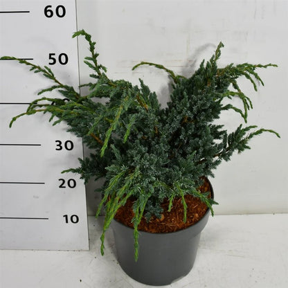 Himalaya-en – Juniperus squamata &