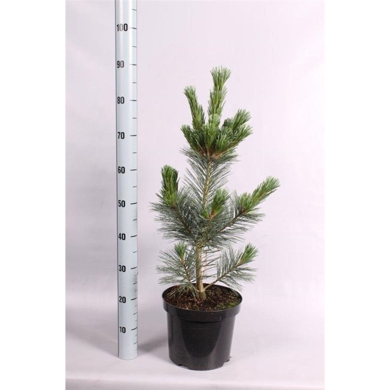 Flexibarrtall – Pinus flexilis 'Vanderwolf's Pyramid' - C7.5 40-50 CM