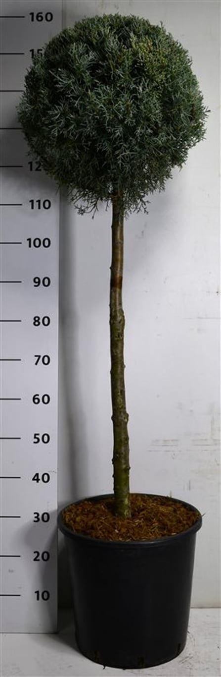 Arizona-cypress – Cupressus arizonica - C25 80-90 cm. Stam