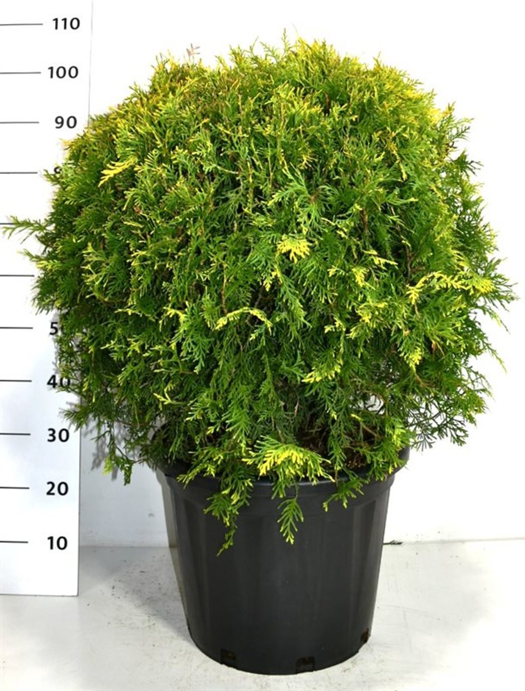 Thuja – Thuja occidentalis &